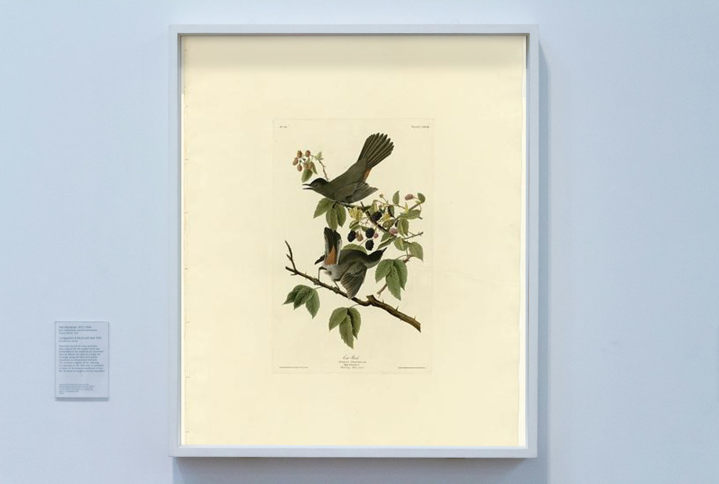 Plate 128 Cat Bird by John James Audubon Naturalism Art