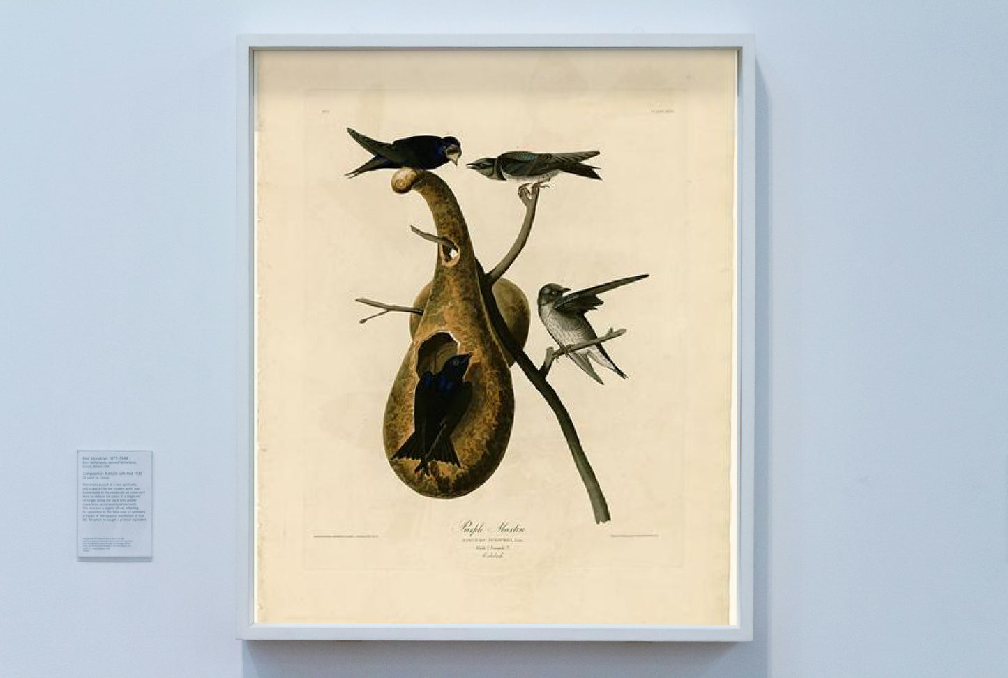 Plate 22. Purple Martin by John James Audubon Naturalism Art