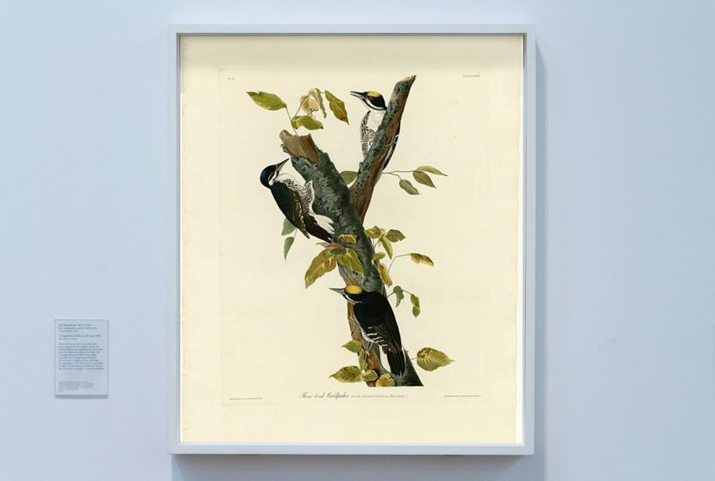 Plate 132 Three-toed Woodpecker by John James Audubon Naturalism Art