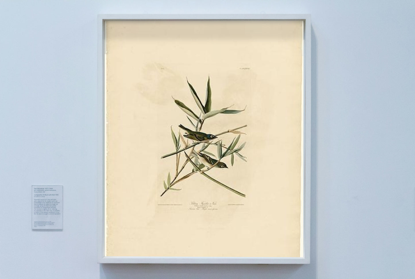 Plate 28. Solitary Flycatcher or Vireo by John James Audubon Naturalism Art