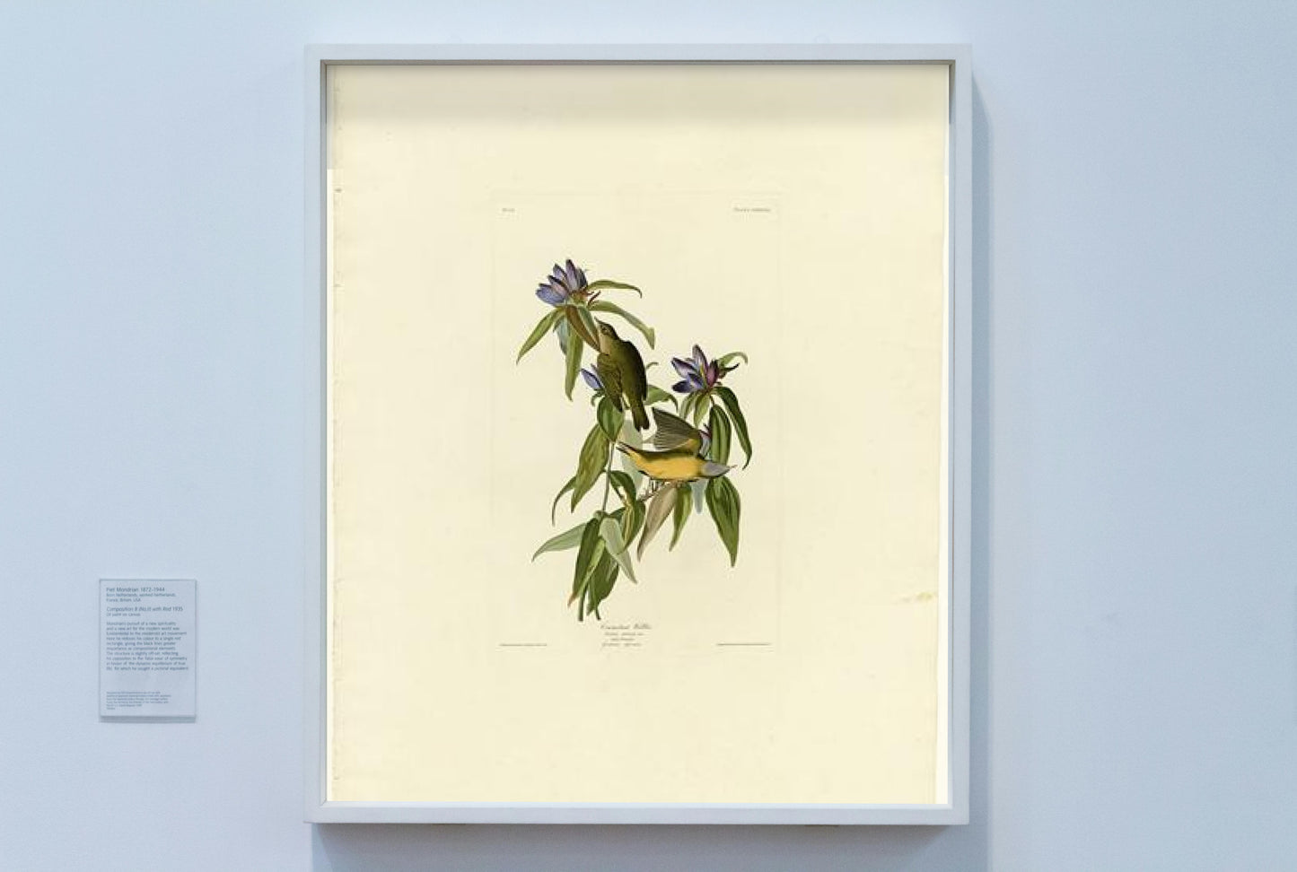 Plate 138 Connecticut Warbler by John James Audubon Naturalism Art