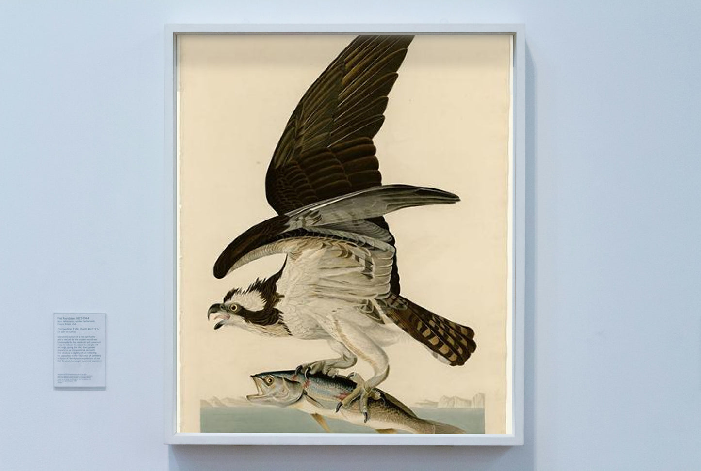 Plate 81 Fish Hawk or Osprey by John James Audubon Naturalism Art