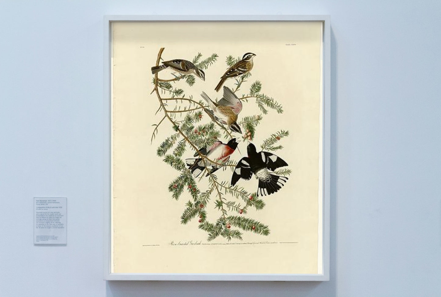 Plate 127 Rose-breasted Grosbeak by John James Audubon Naturalism Art