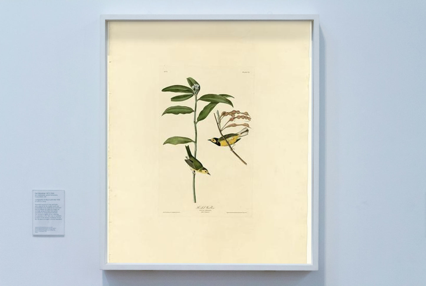 Plate 110 Hooded Warbler by John James Audubon Naturalism Art