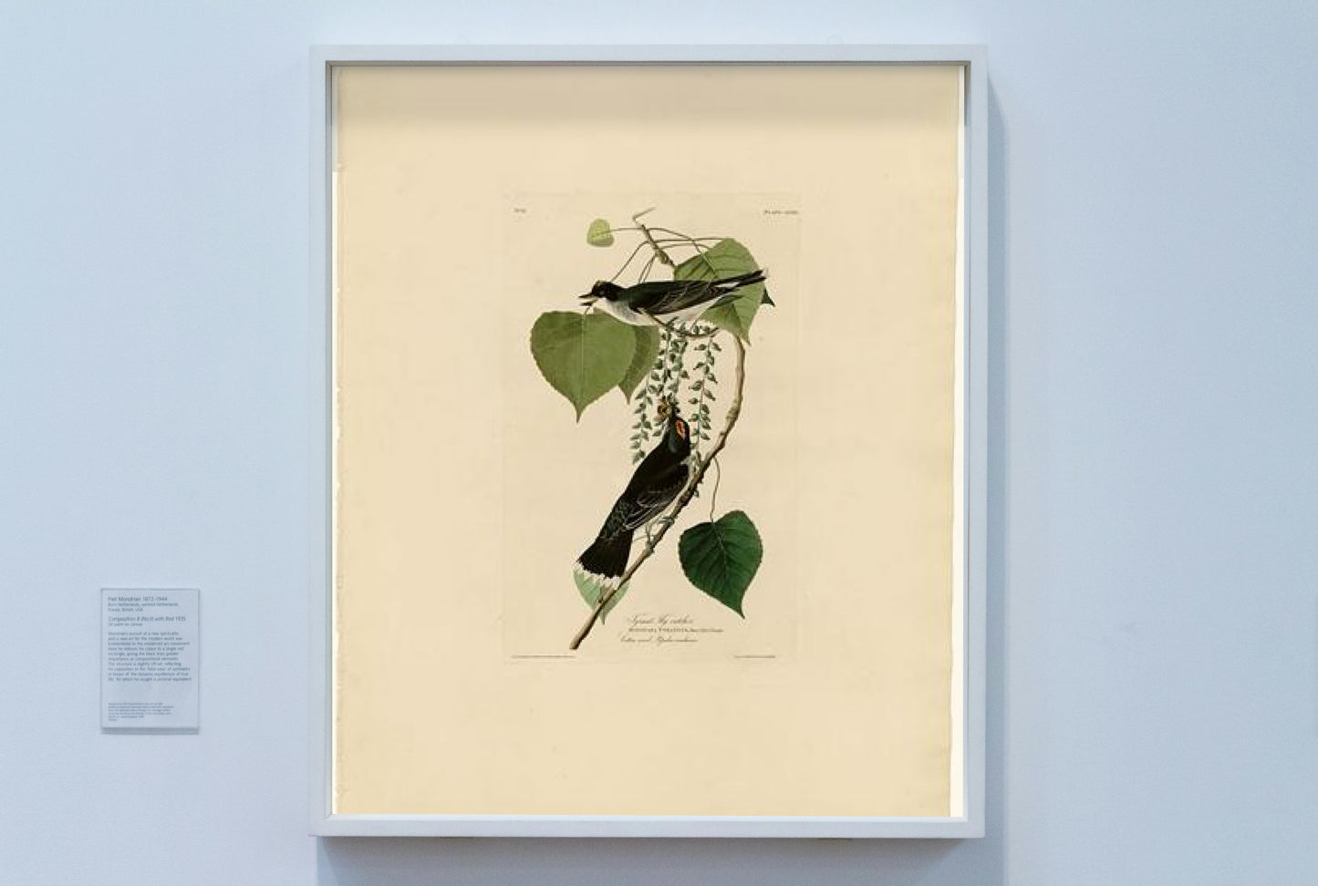 Plate 79 Tyrant Fly-catcher by John James Audubon Naturalism Art