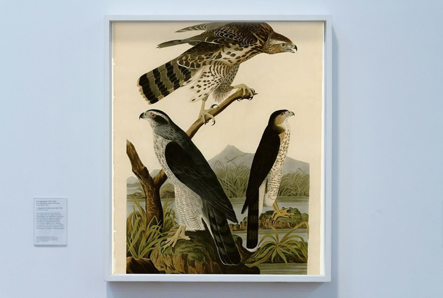 Plate 141 I. Goshawk - 2. Stanley Hawk by John James Audubon Naturalism Art