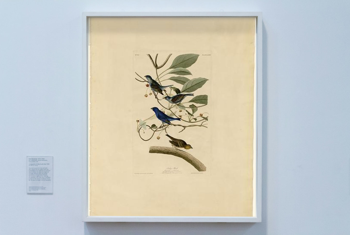 Plate 74 Indigo Bird by John James Audubon Naturalism Art