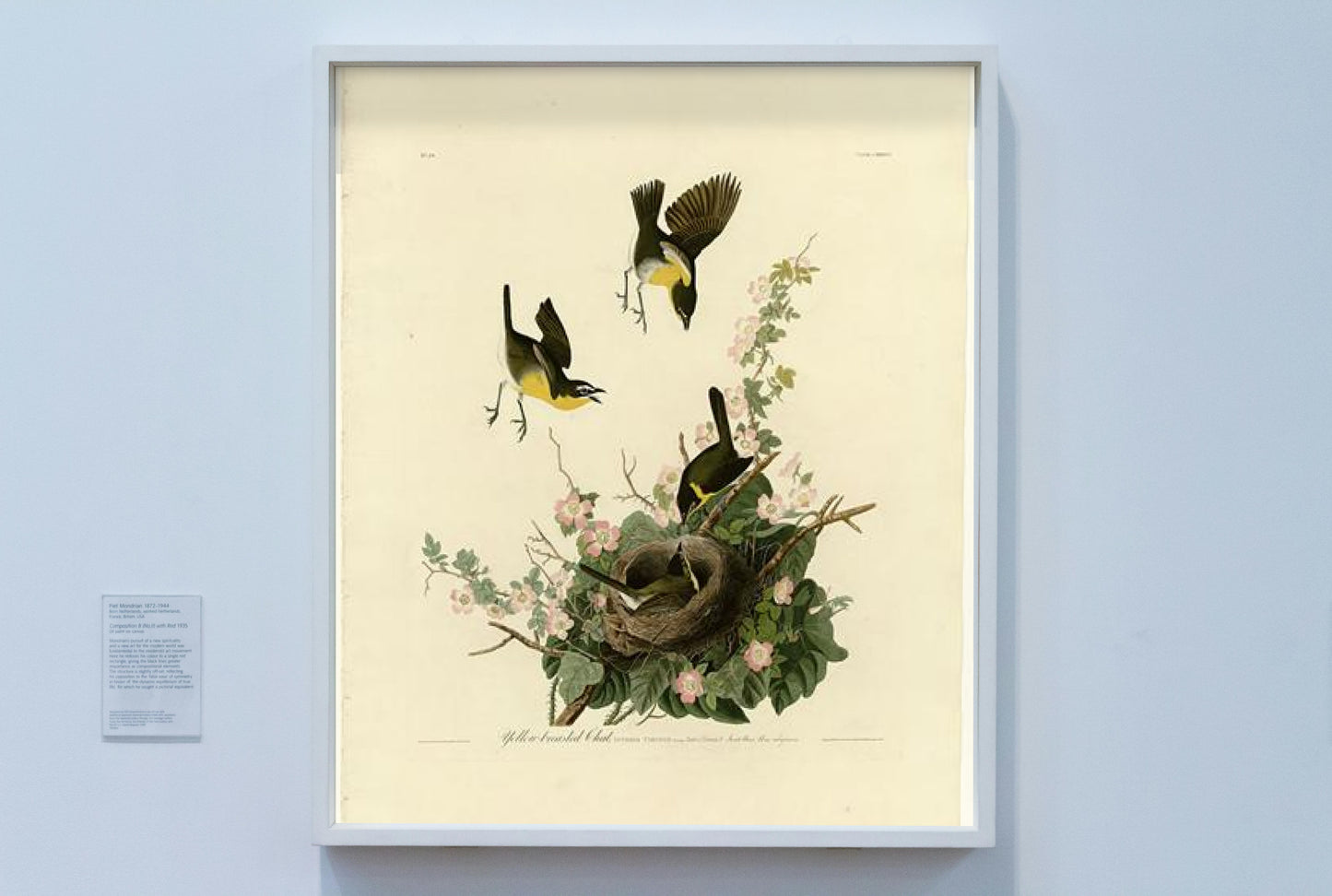 Plate 137 Yellow-breasted Chat by John James Audubon Naturalism Art