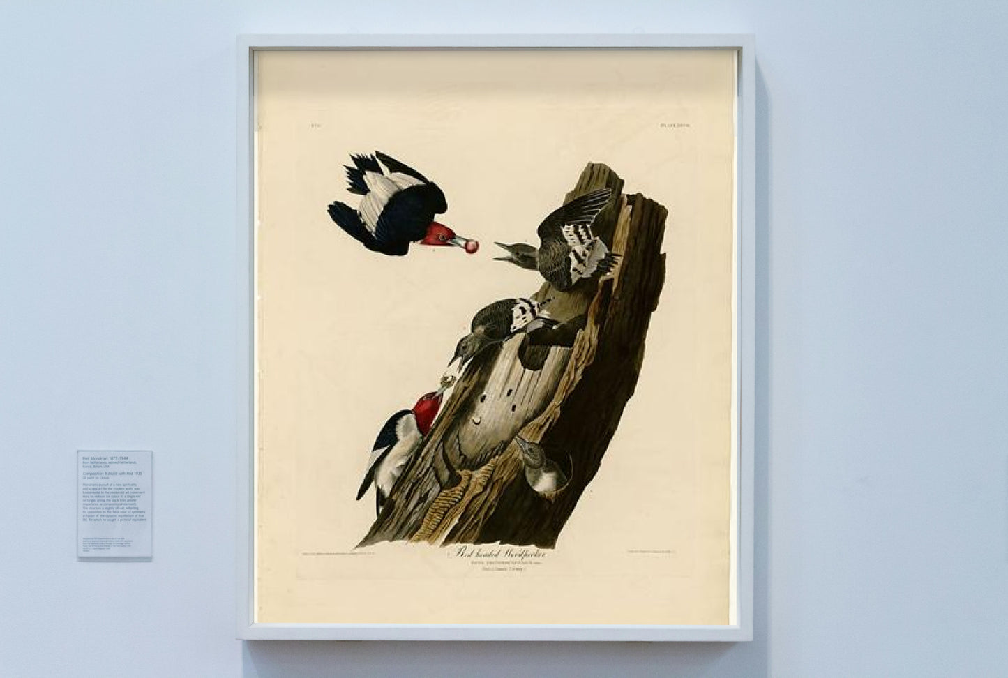 Plate 27. Red headed Woodpecker by John James Audubon Naturalism Art