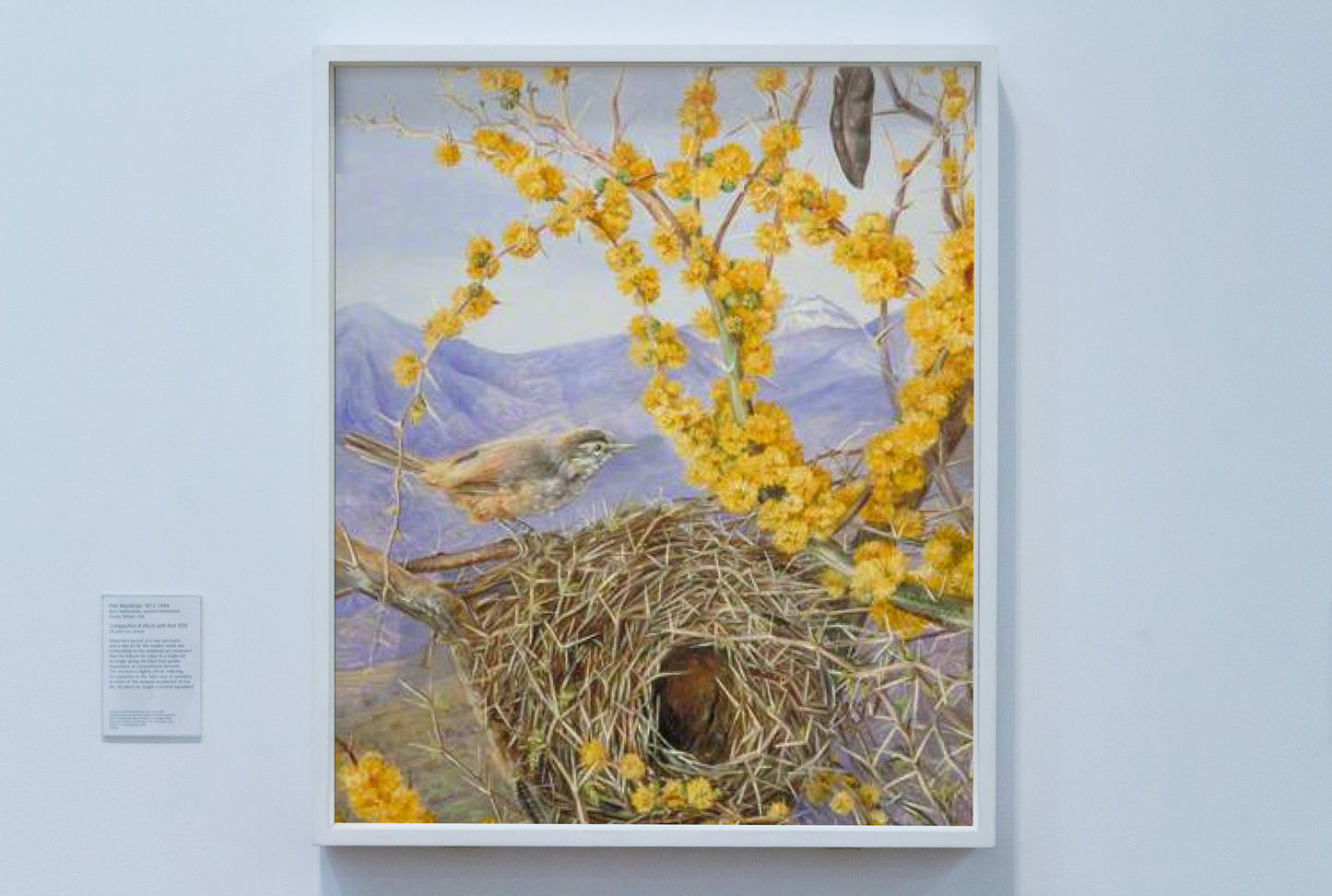 Armed Bird&#39;s Nest in Acacia Bush, Chile by Marianne North Naturalism Art