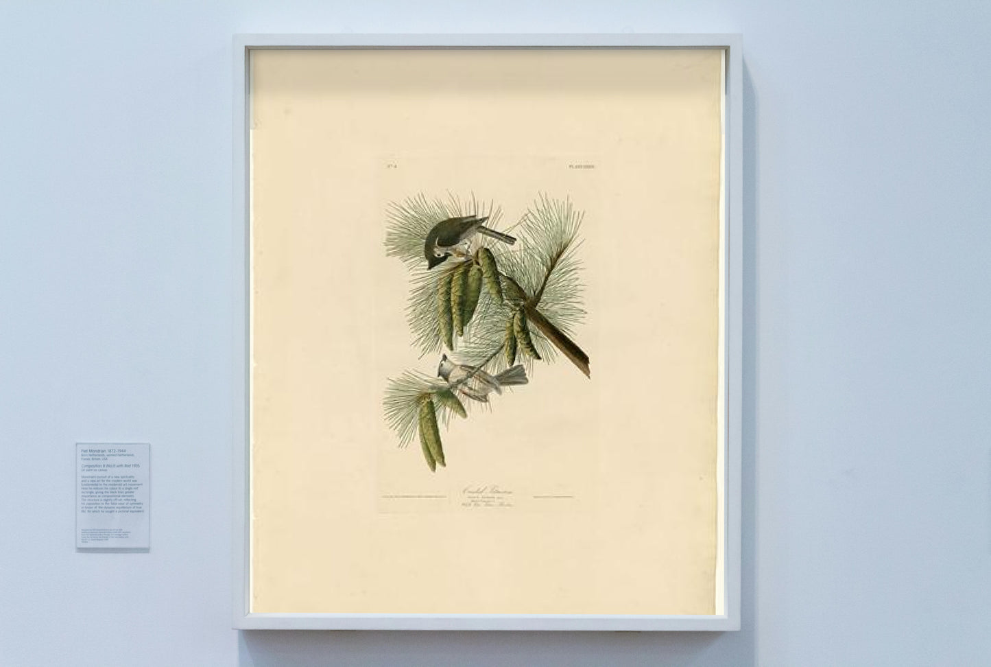 Plate 39. Crested Titmouse by John James Audubon Naturalism Art