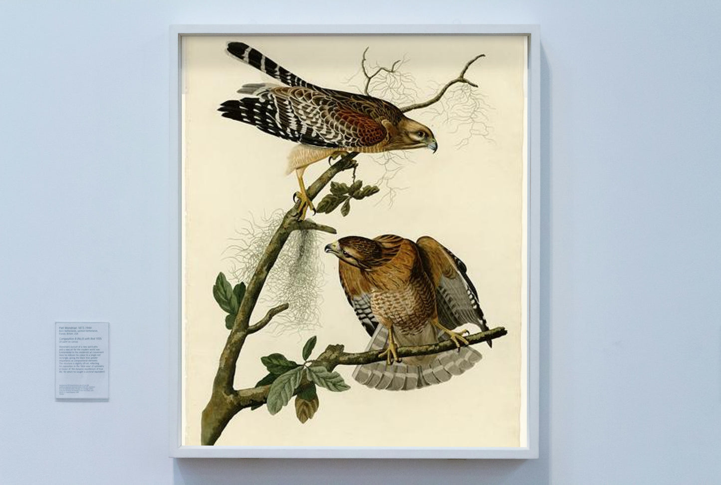 Plate 56. Red-shouldered Hawk by John James Audubon Naturalism Art