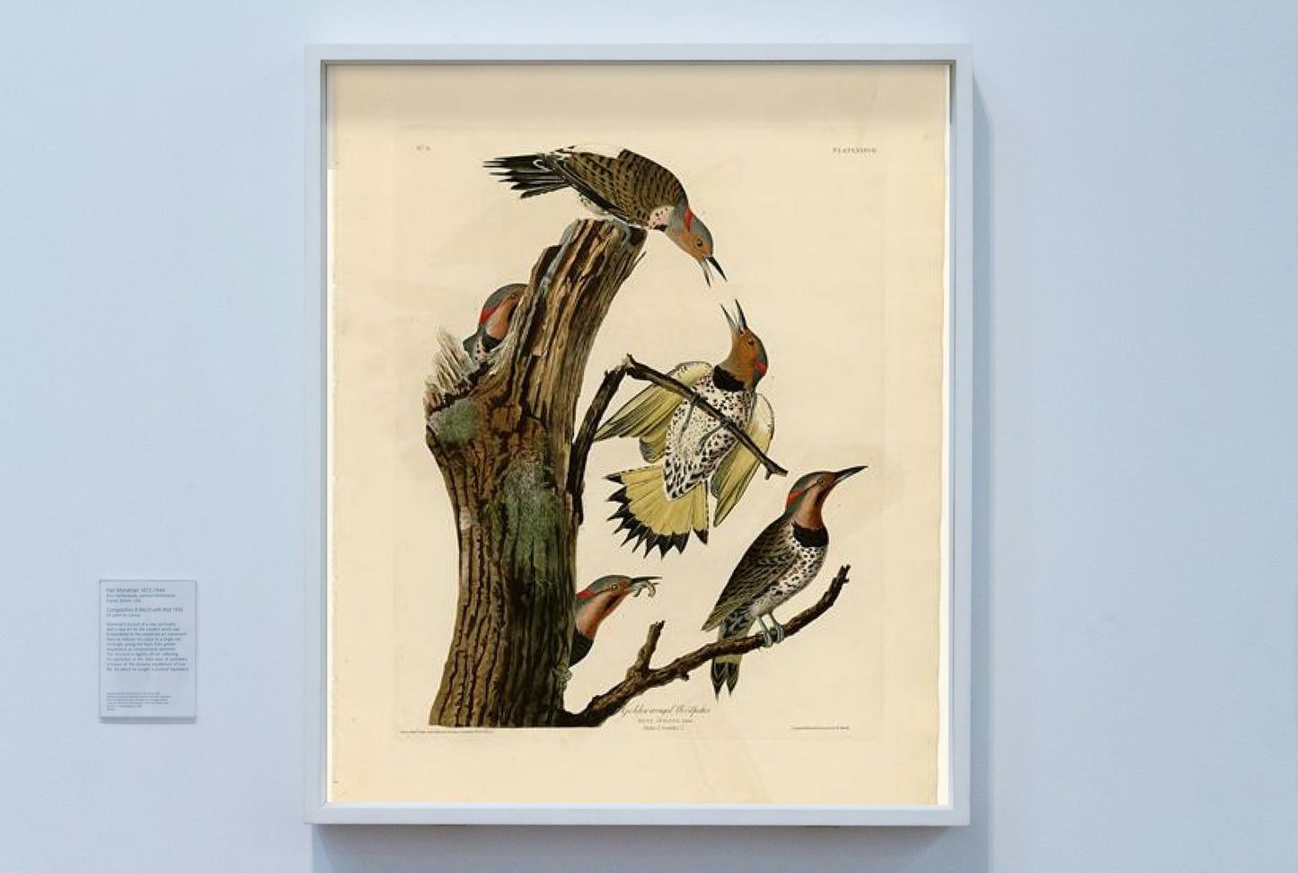 Plate 37. Golden-winged Woodpecker by John James Audubon Naturalism Art