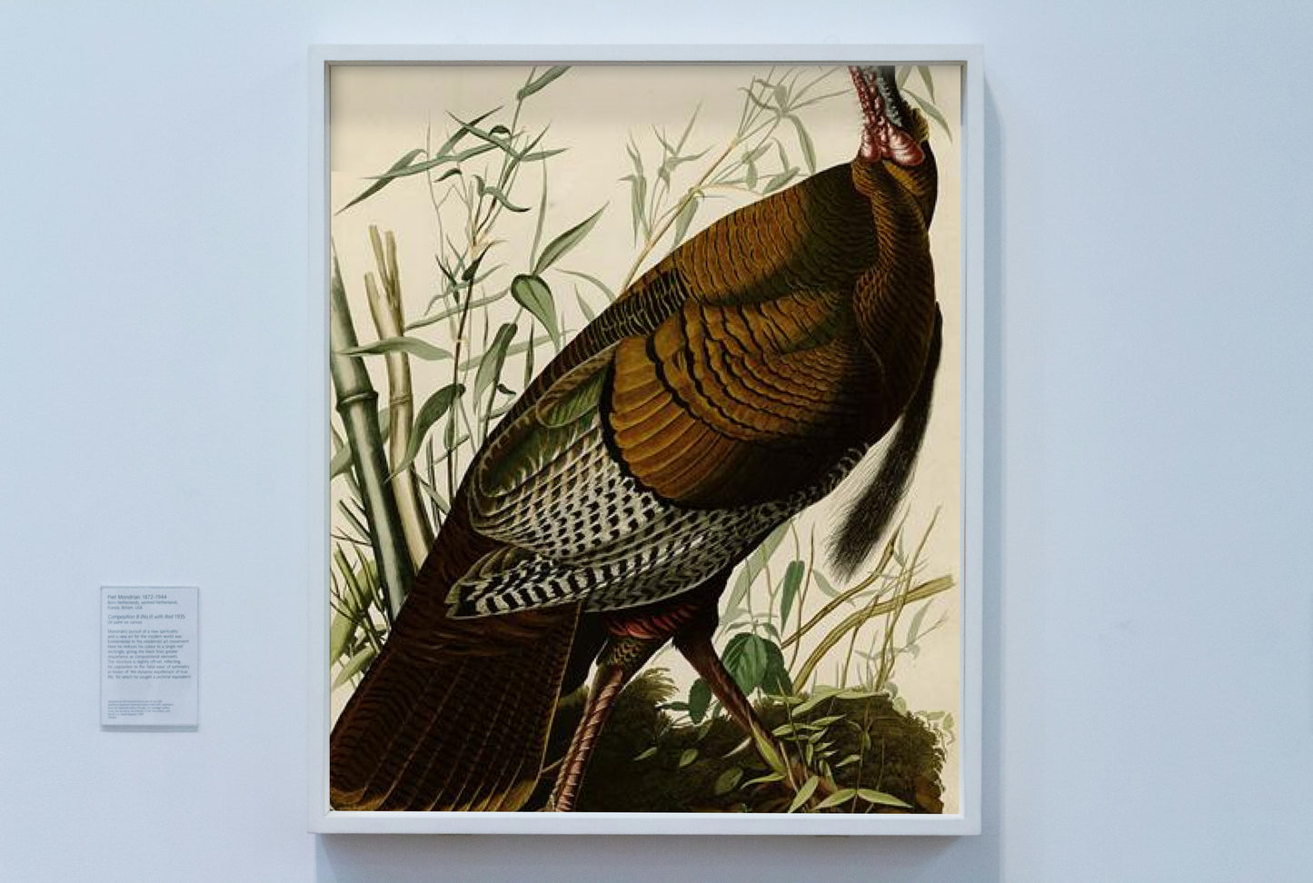 Plate 1. Wild Turkey by John James Audubon Naturalism Art