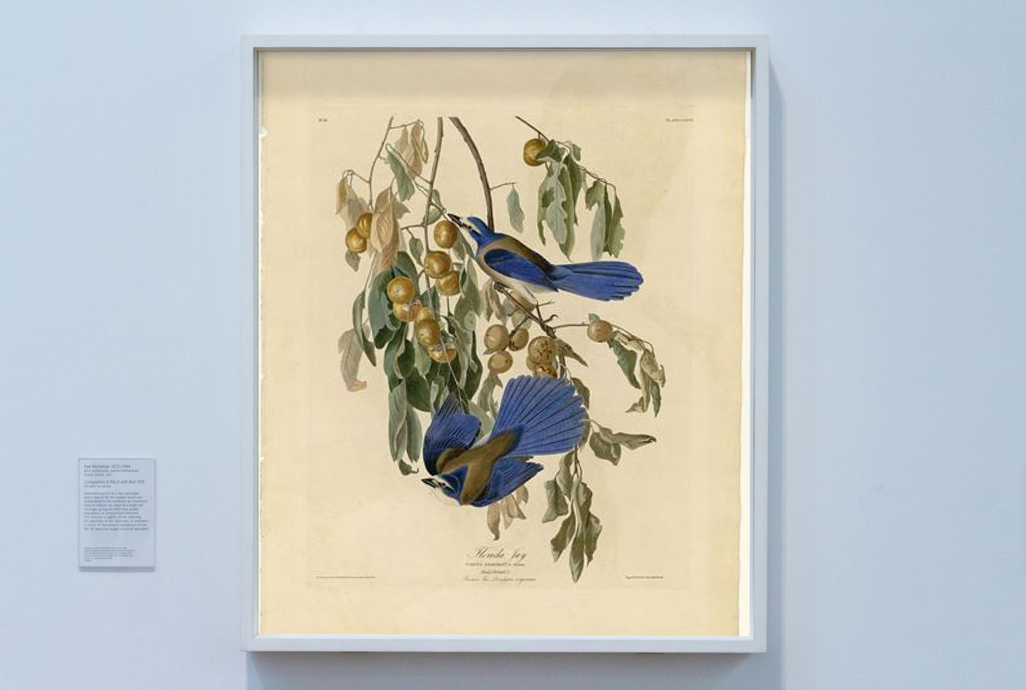 Plate 87 Florida Jay by John James Audubon Naturalism Art