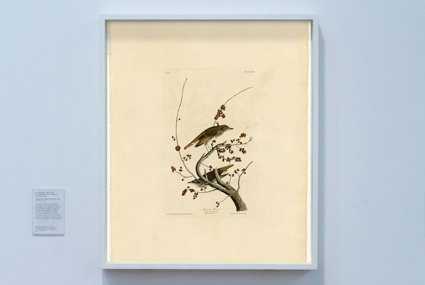 Plate 58.Hermit Thrush by John James Audubon Naturalism Art