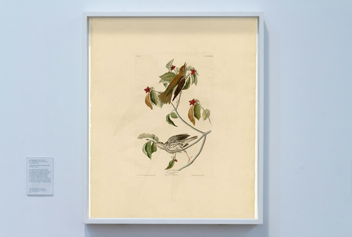 Plate 73 Wood Thrush by John James Audubon Naturalism Art