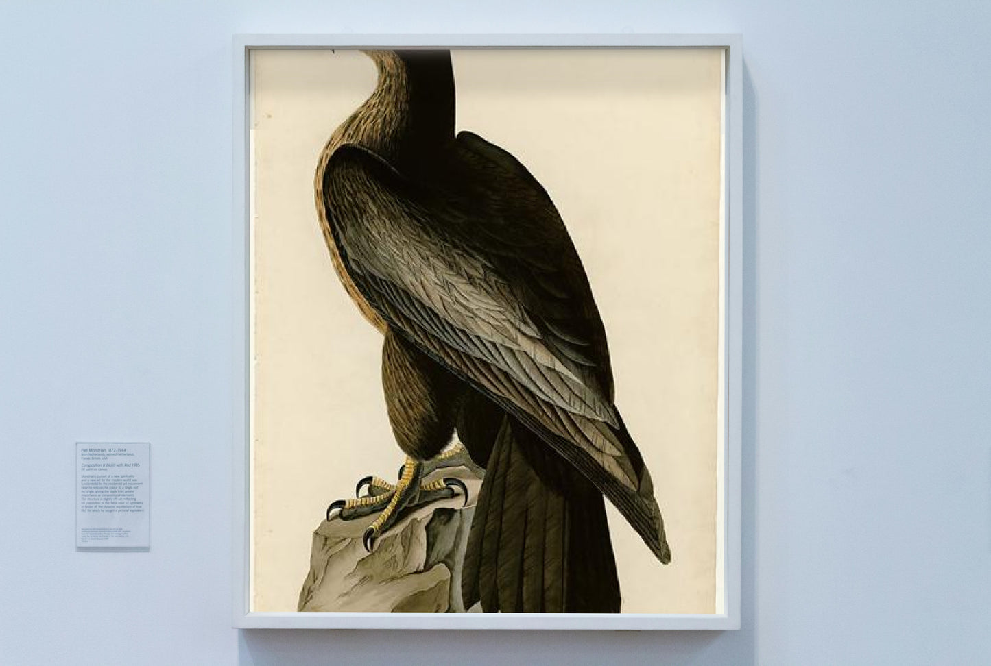 Plate 11. Bird of Washington by John James Audubon Naturalism Art