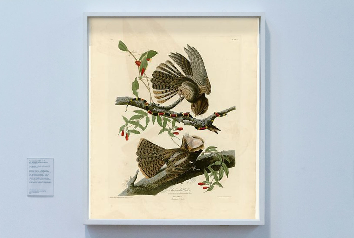 Plate 52. Chuck-will&#39;s Widow by John James Audubon Naturalism Art