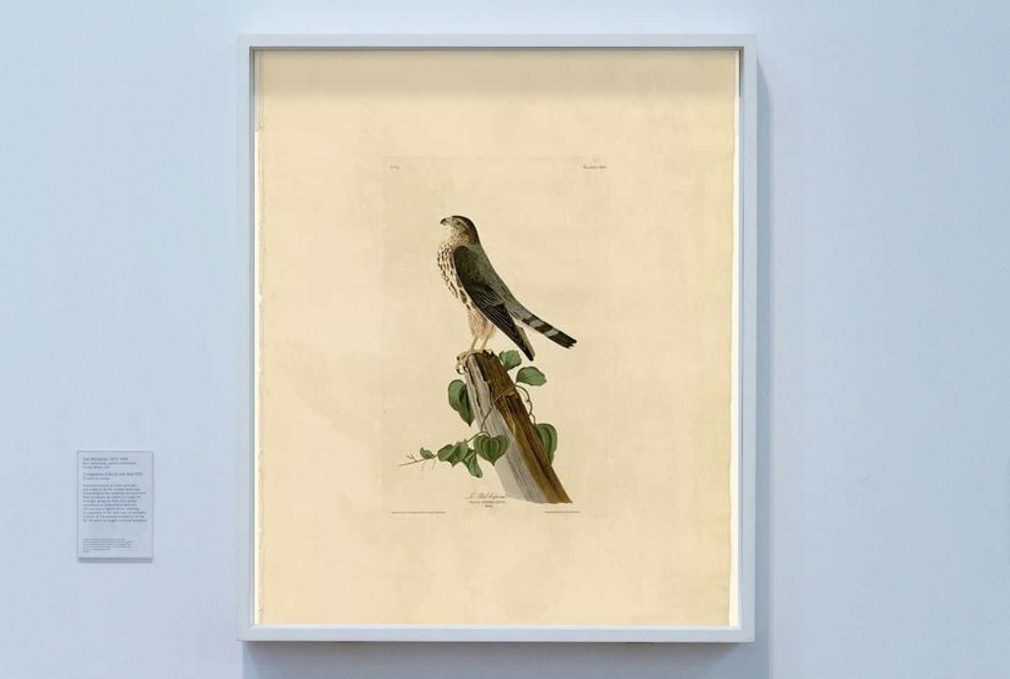 Plate 75 Le Petit Caporal by John James Audubon Naturalism Art