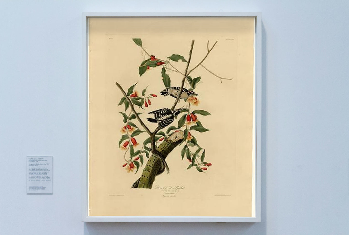 Plate 112 Downy Woodpecker by John James Audubon Naturalism Art