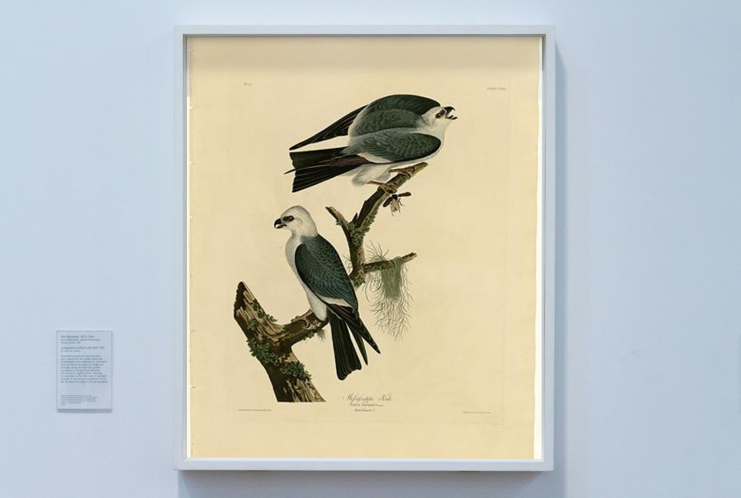 Plate 117 Mississippi Kite by John James Audubon Naturalism Art