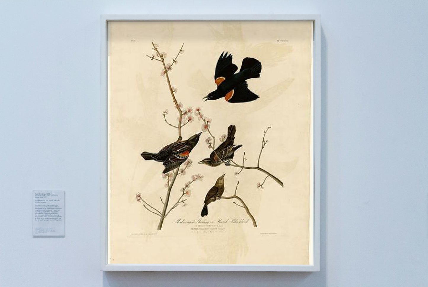 Plate 67 Red-winged Starling or Marsh Blackbird by John James Audubon Naturalism Art