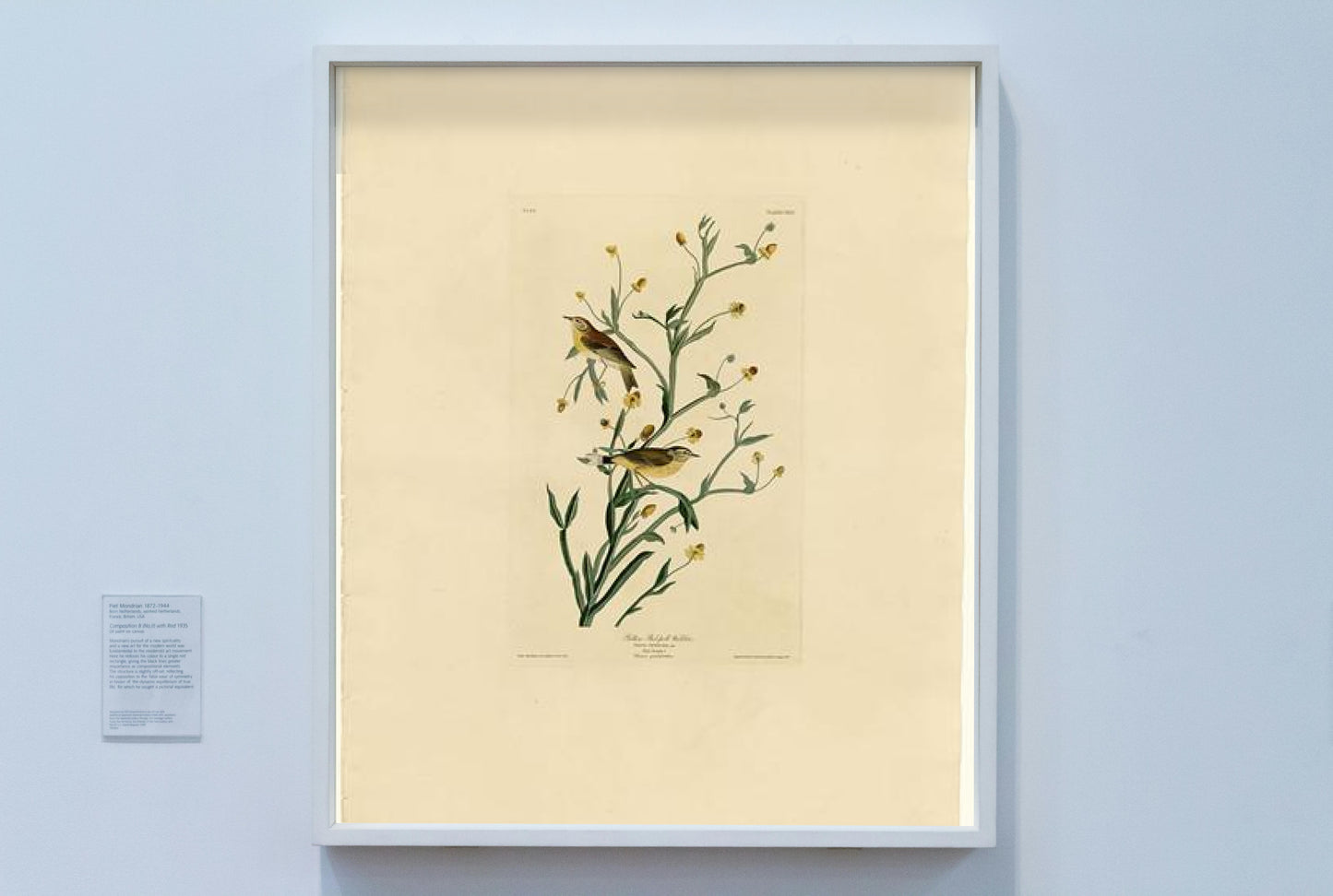 Plate 145 Yellow Red-poll Warbler by John James Audubon Naturalism Art