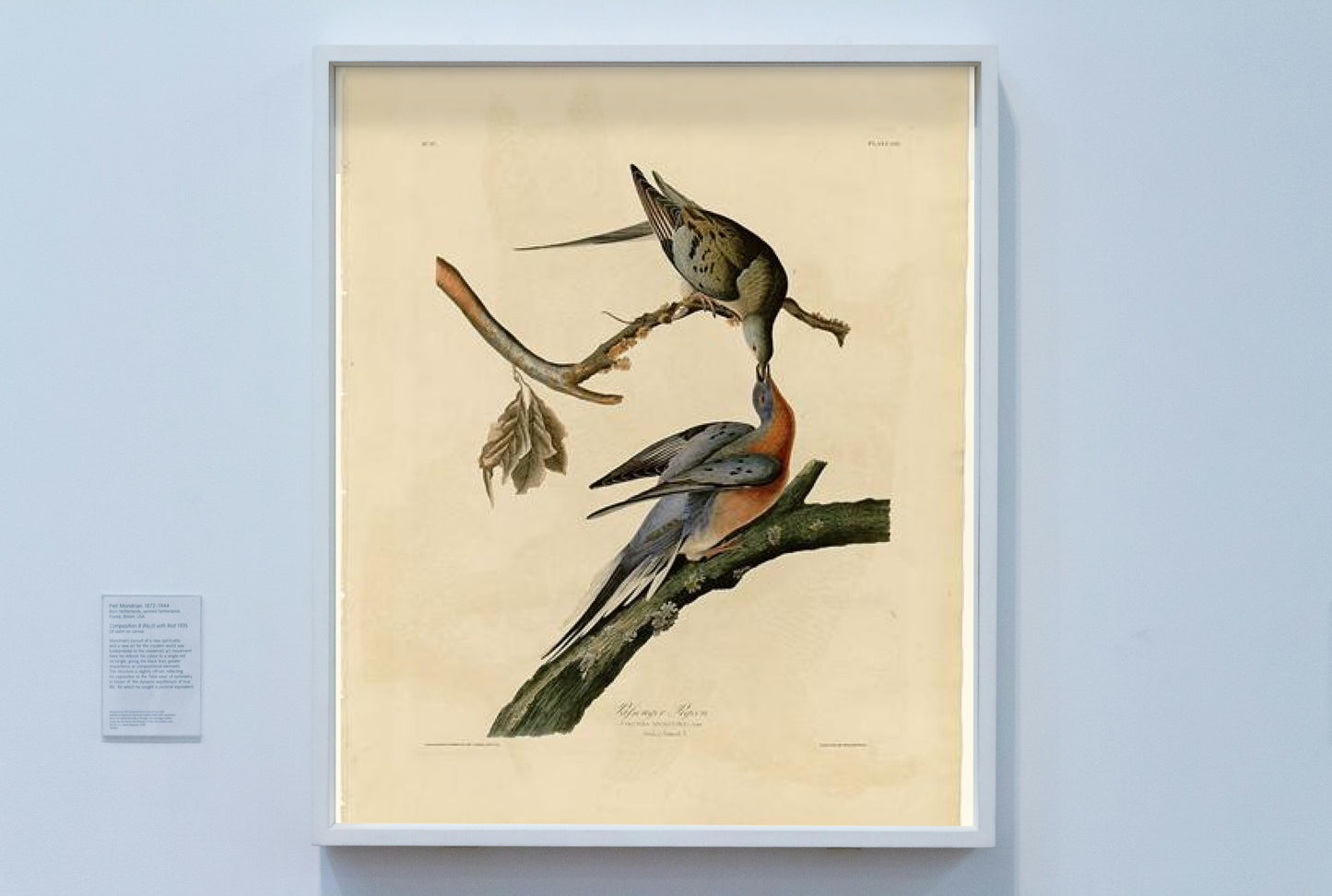 Plate 62. Passenger Pigeon by John James Audubon Naturalism Art