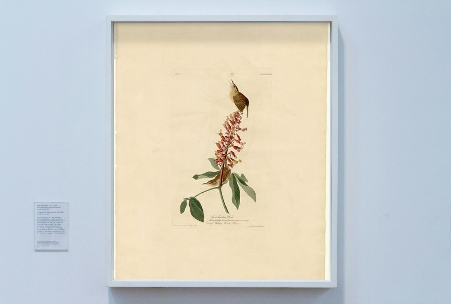 Plate 78 Great Carolina Wren by John James Audubon Naturalism Art