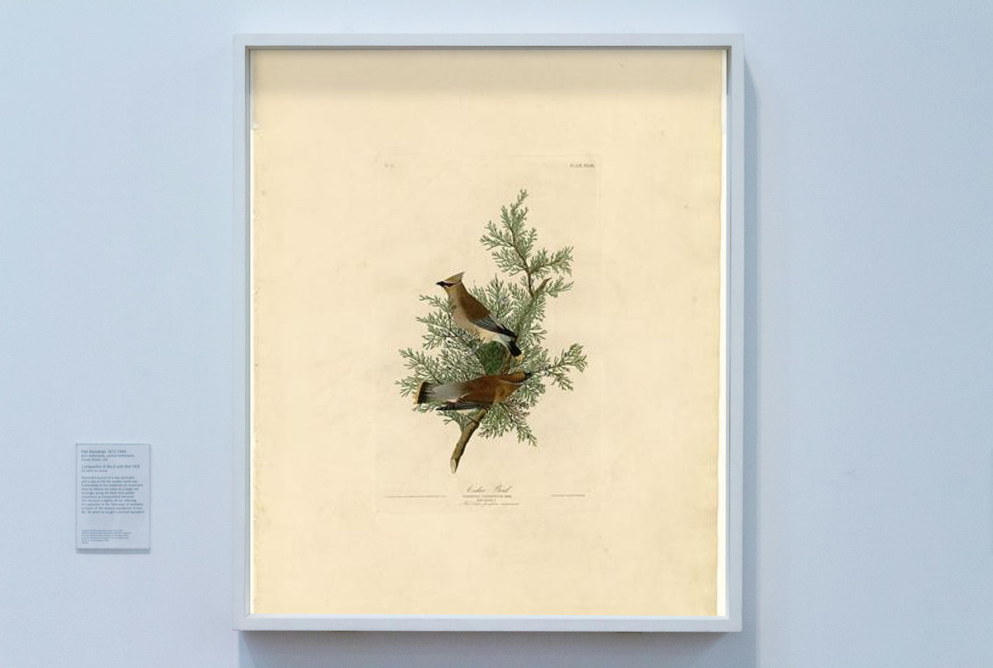 Plate 43. Cedar Bird by John James Audubon Naturalism Art