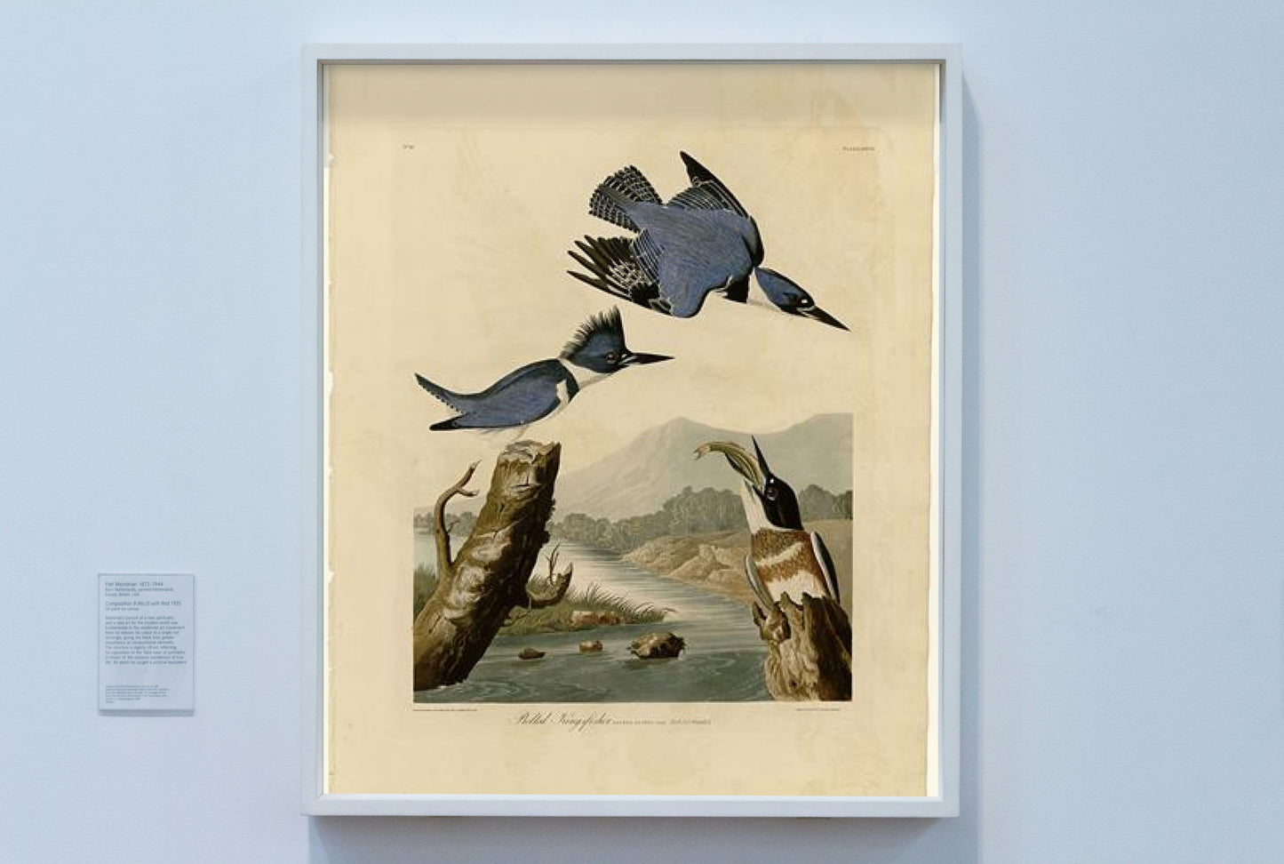 Plate 77 Belted Kingfisher by John James Audubon Naturalism Art