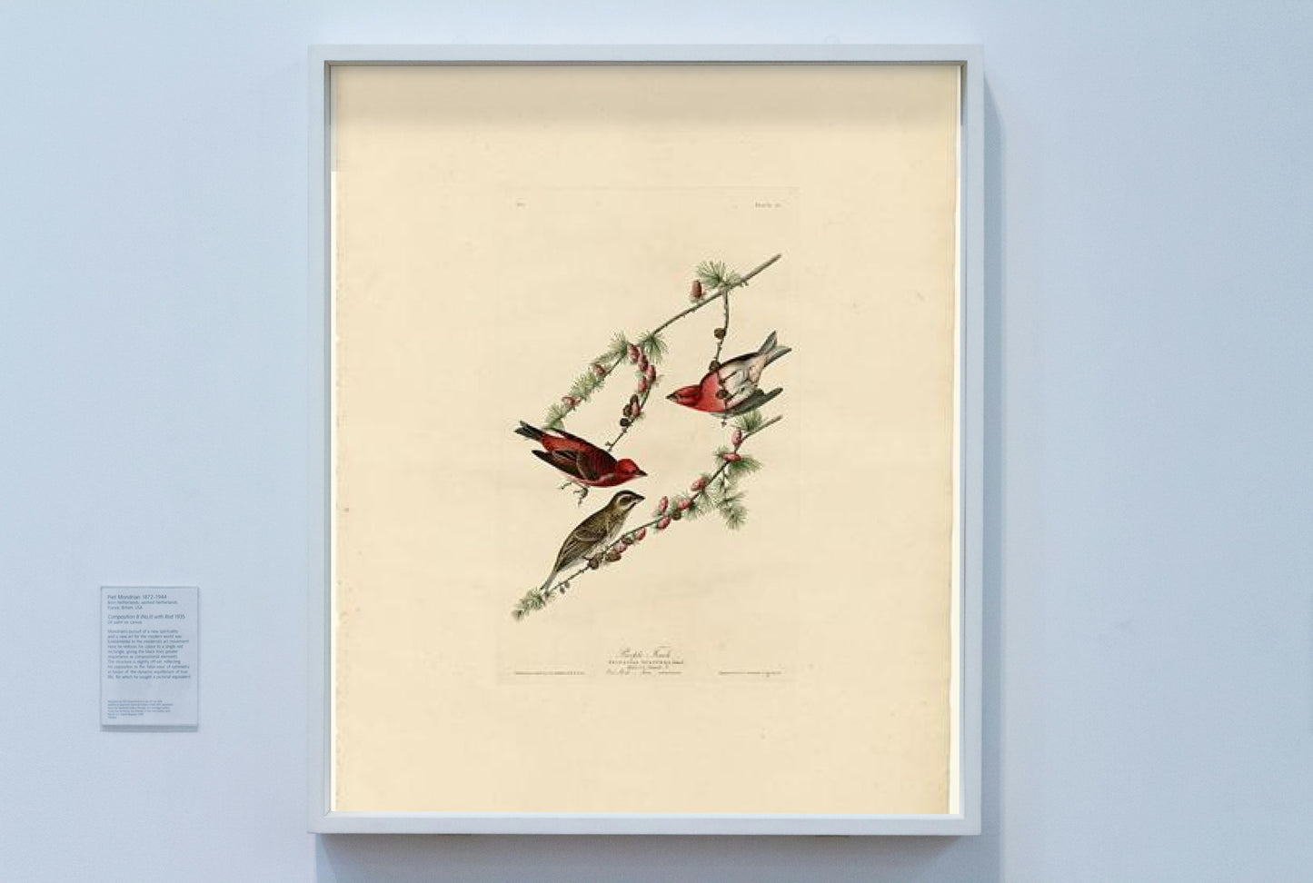 Plate 4. Purple Finch by John James Audubon Naturalism Art