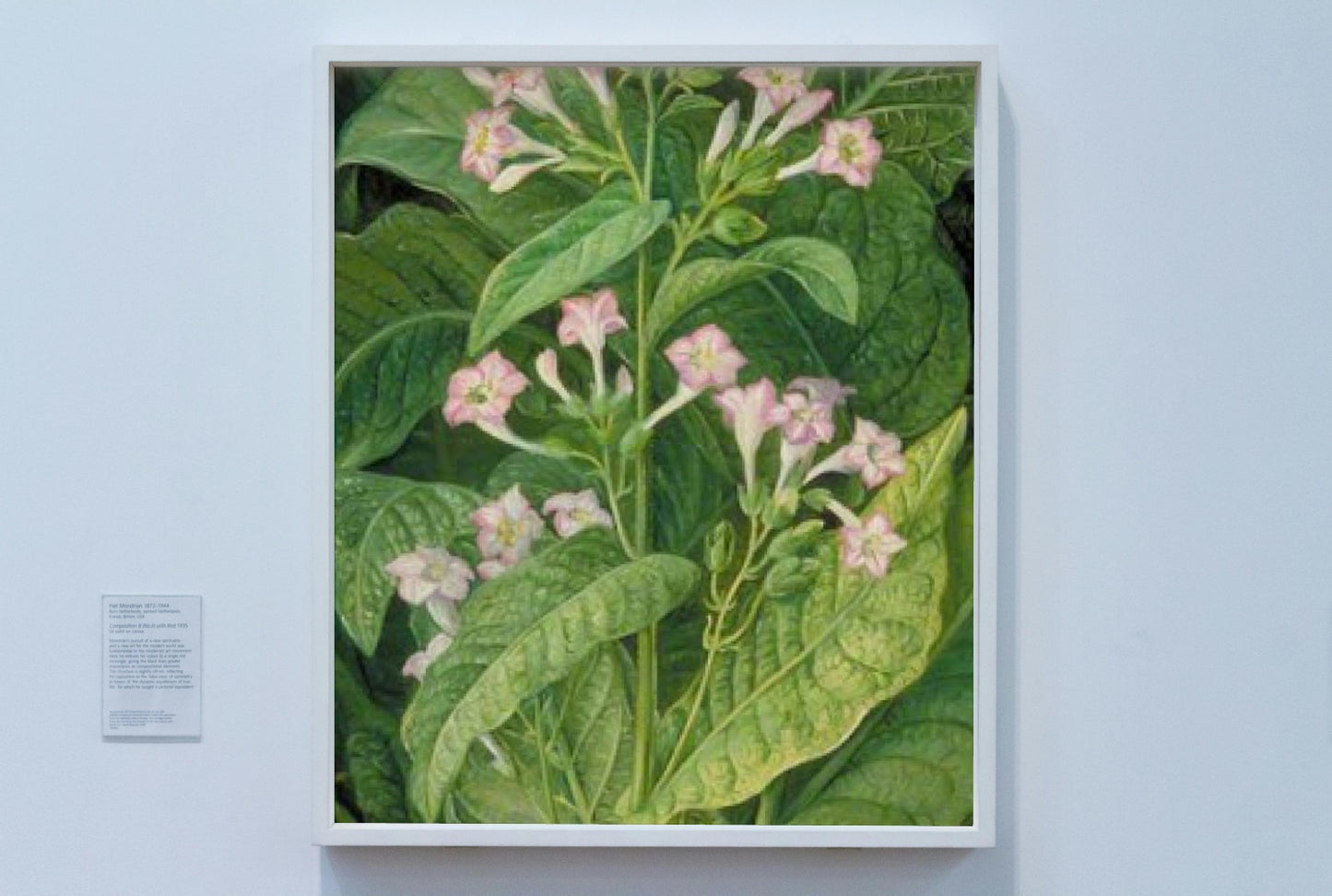 Common Tobacco by Marianne North Naturalism Art