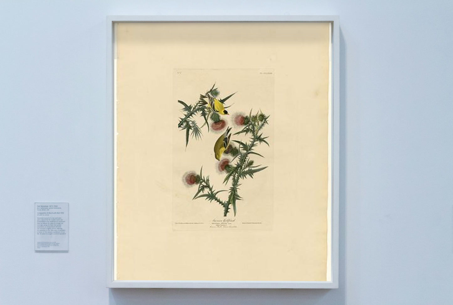 Plate 33. American Goldfinch by John James Audubon Naturalism Art