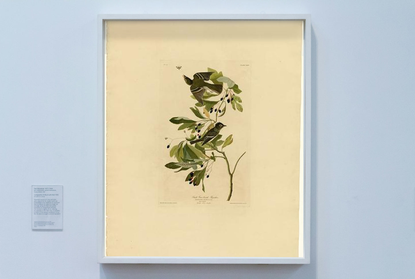 Plate 144 Small Green Crested Flycatcher by John James Audubon Naturalism Art