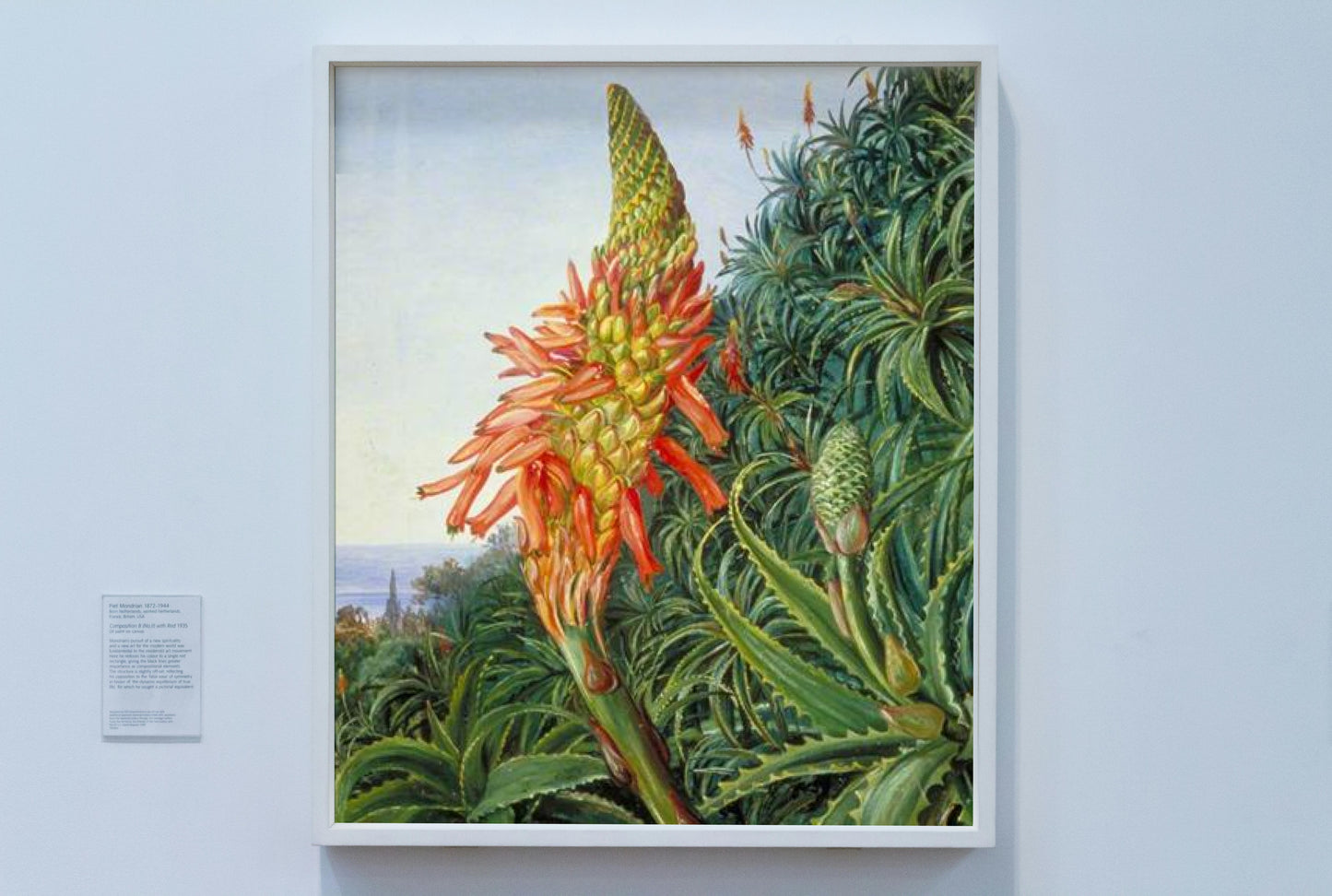 Common Aloe in Flower, Teneriffe by Marianne North Naturalism Art dated 1875