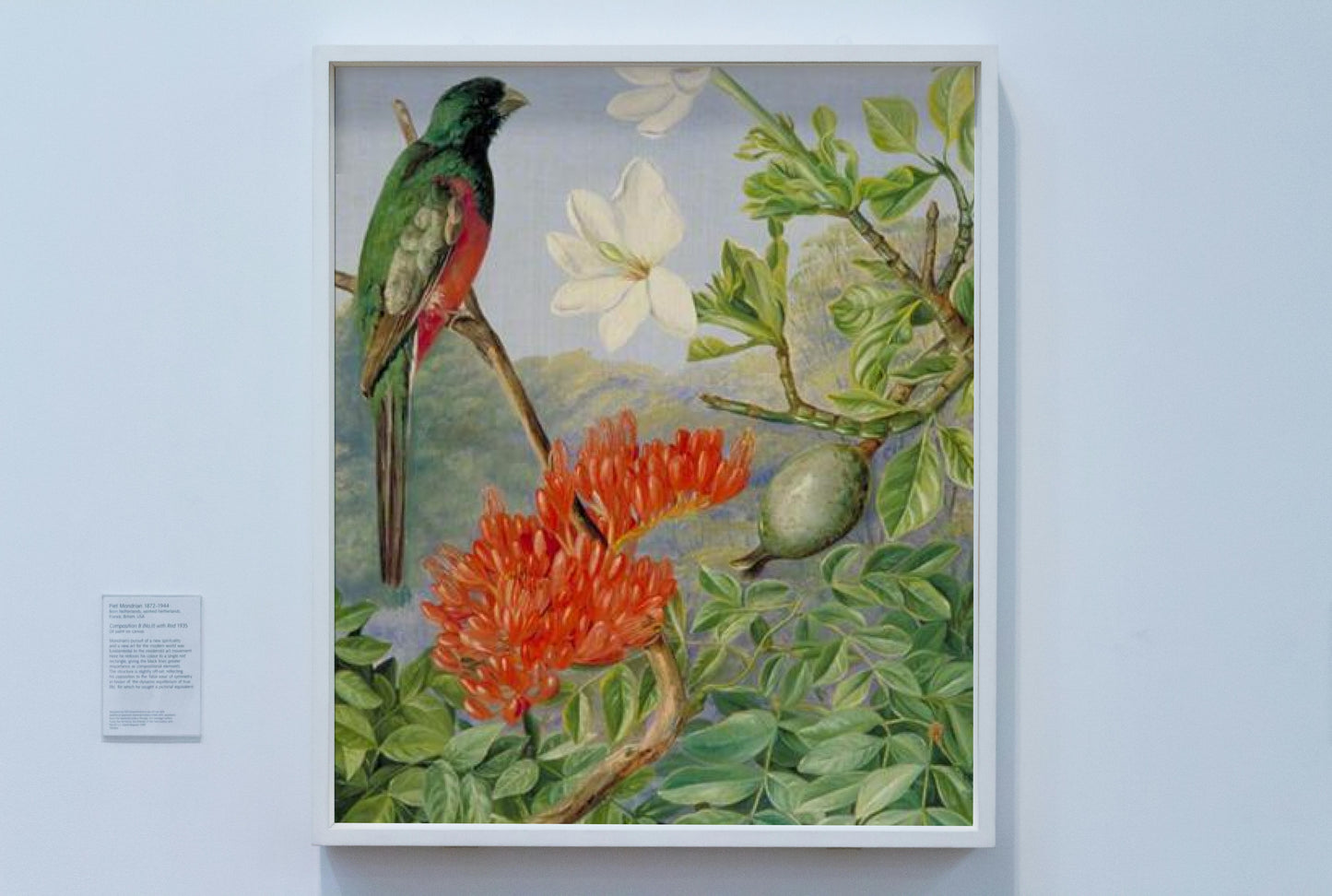 Two Flowering Shrubs of Natal and a Trogon by Marianne North Naturalism Art dated 1882