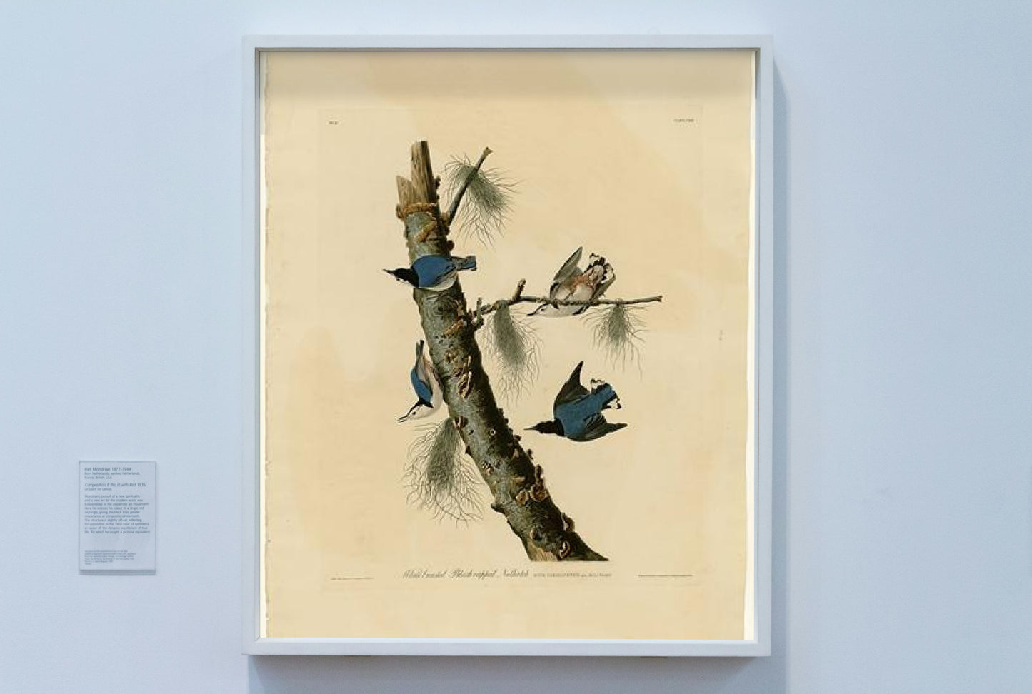 Plate 152 White-breasted Black-capped Nuthatch by John James Audubon Naturalism Art