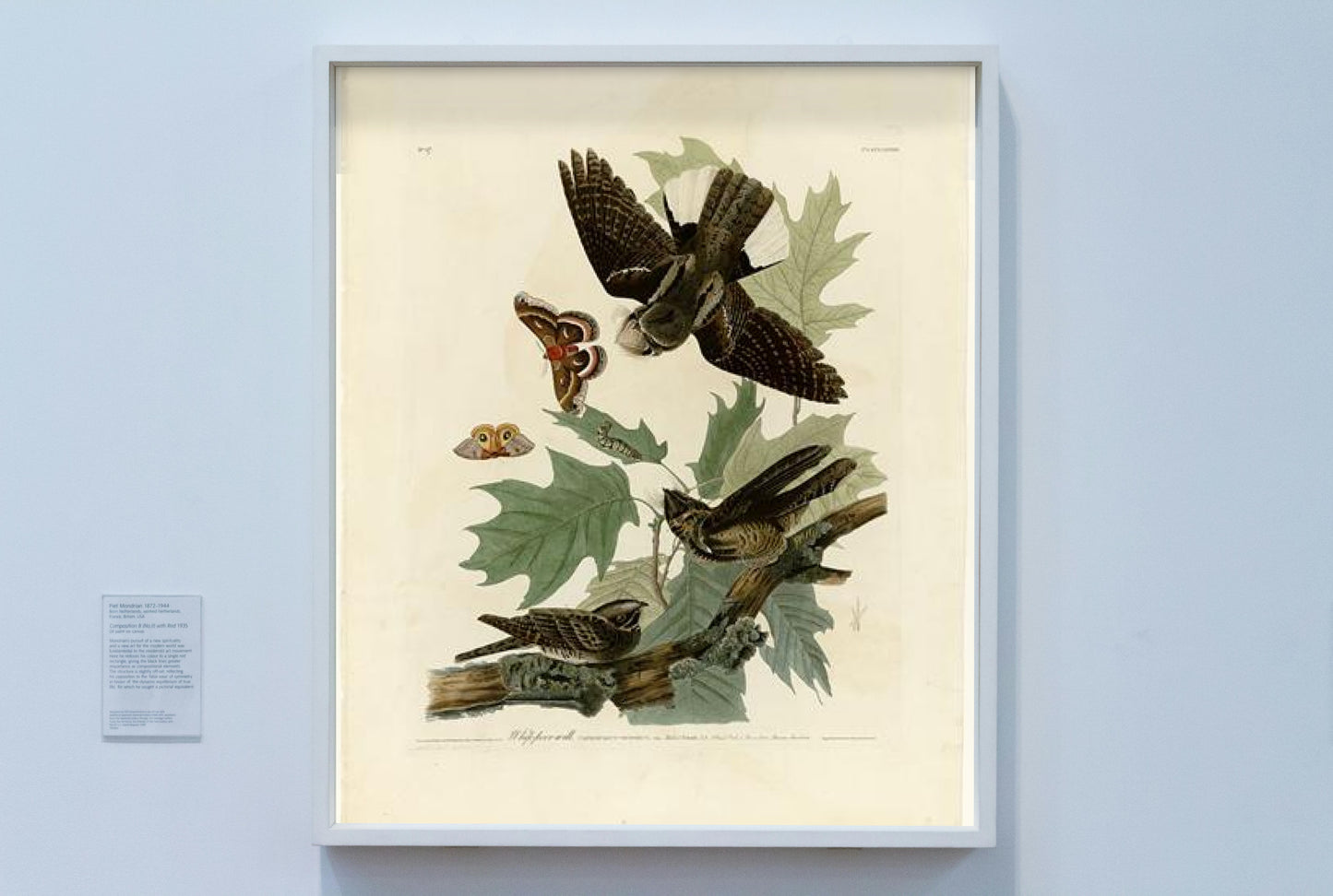 Plate 82 Whip-poor-will by John James Audubon Naturalism Art