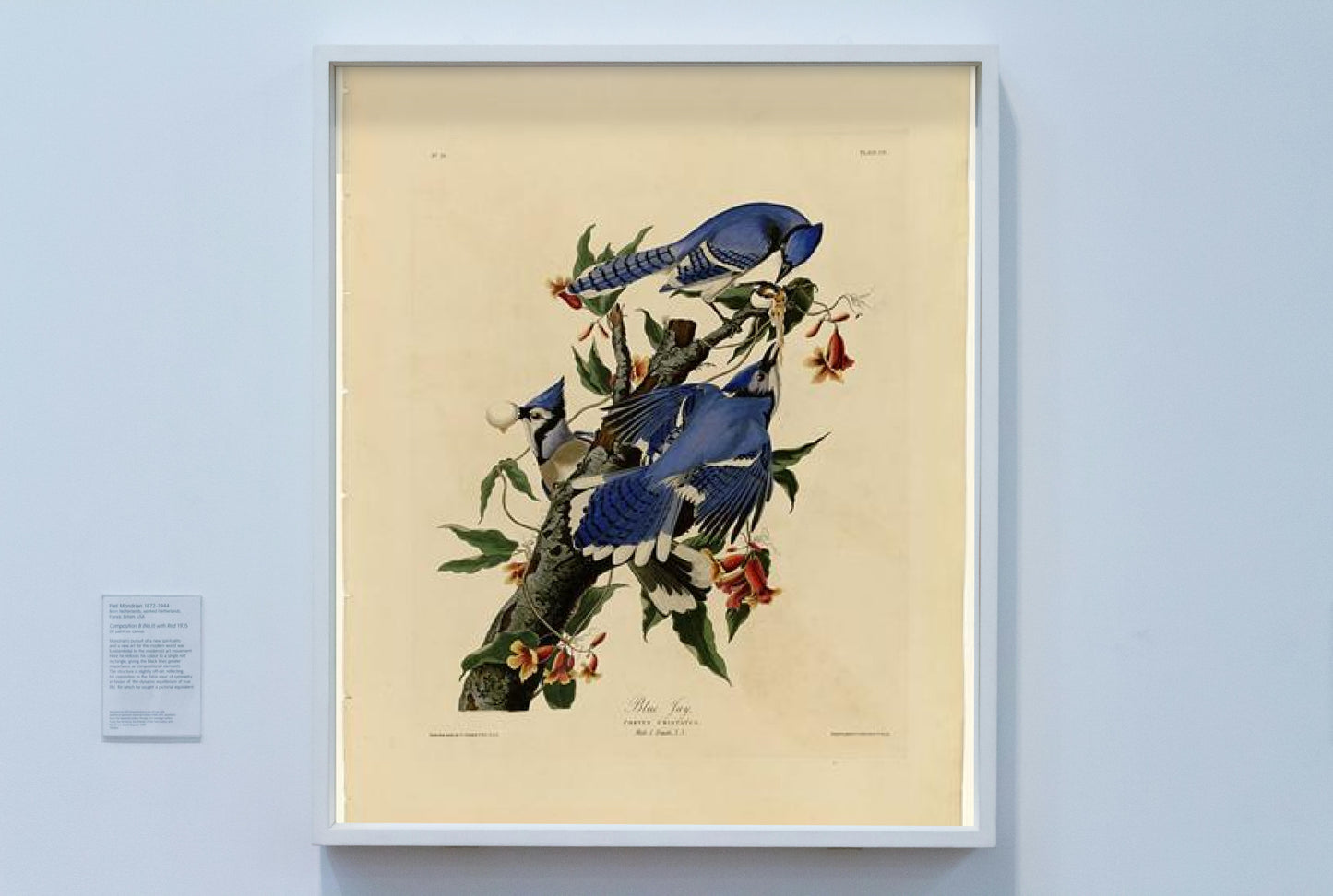 Plate 102 Blue Jay by John James Audubon Naturalism Art