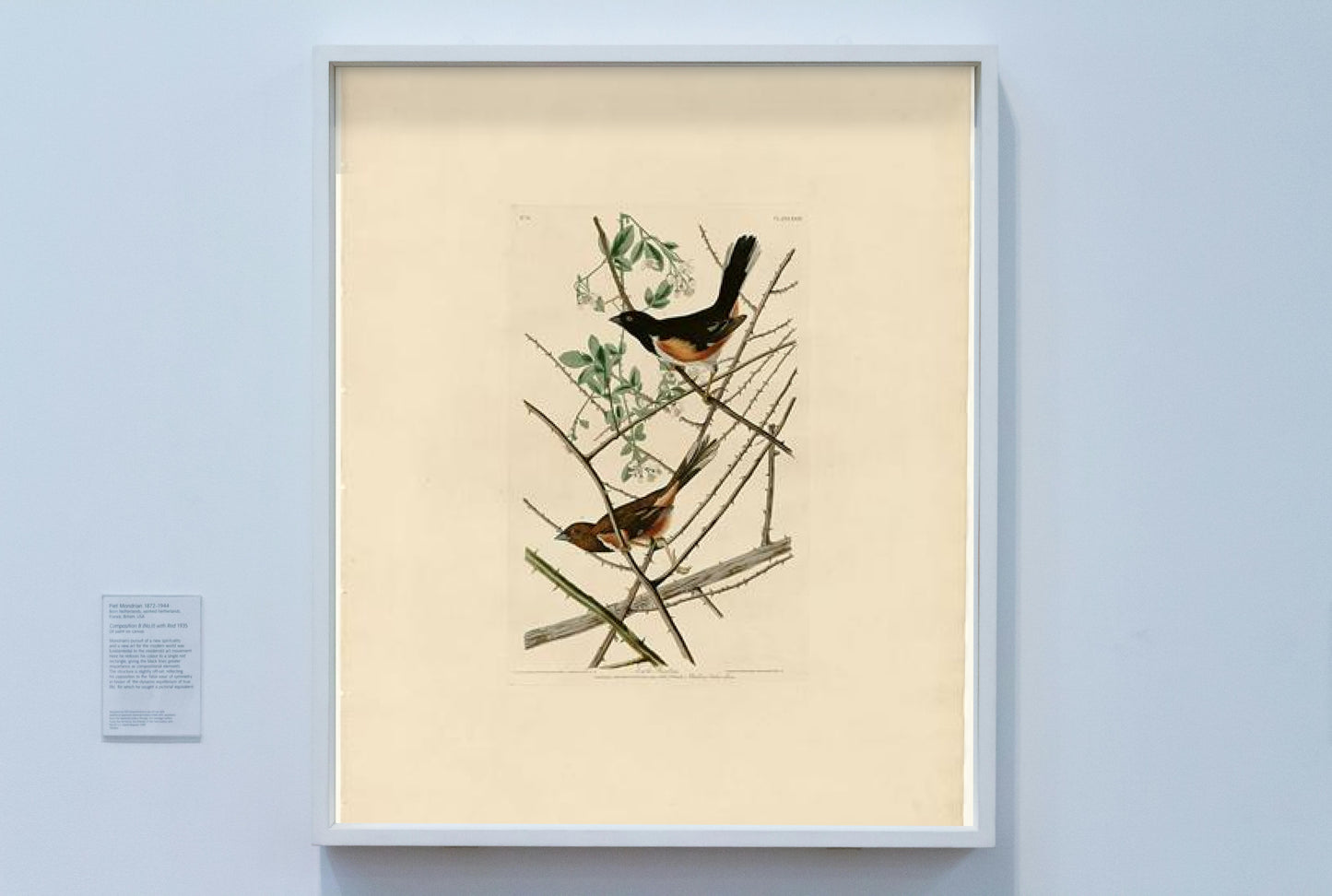 Plate 29. Towhe Bunting by John James Audubon Naturalism Art