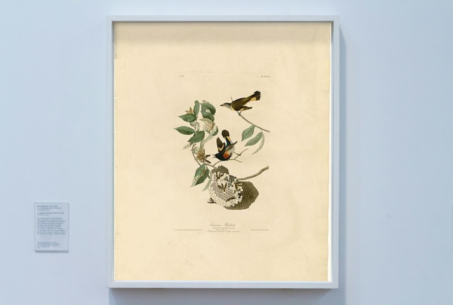 Plate 40. American Redstart by John James Audubon Naturalism Art