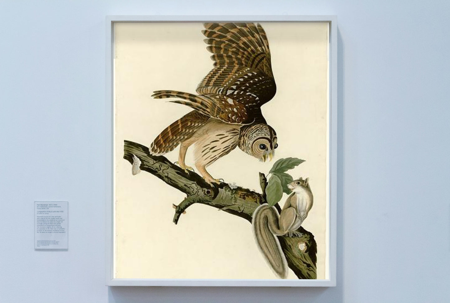 Plate 46. Barred Owl by John James Audubon Naturalism Art