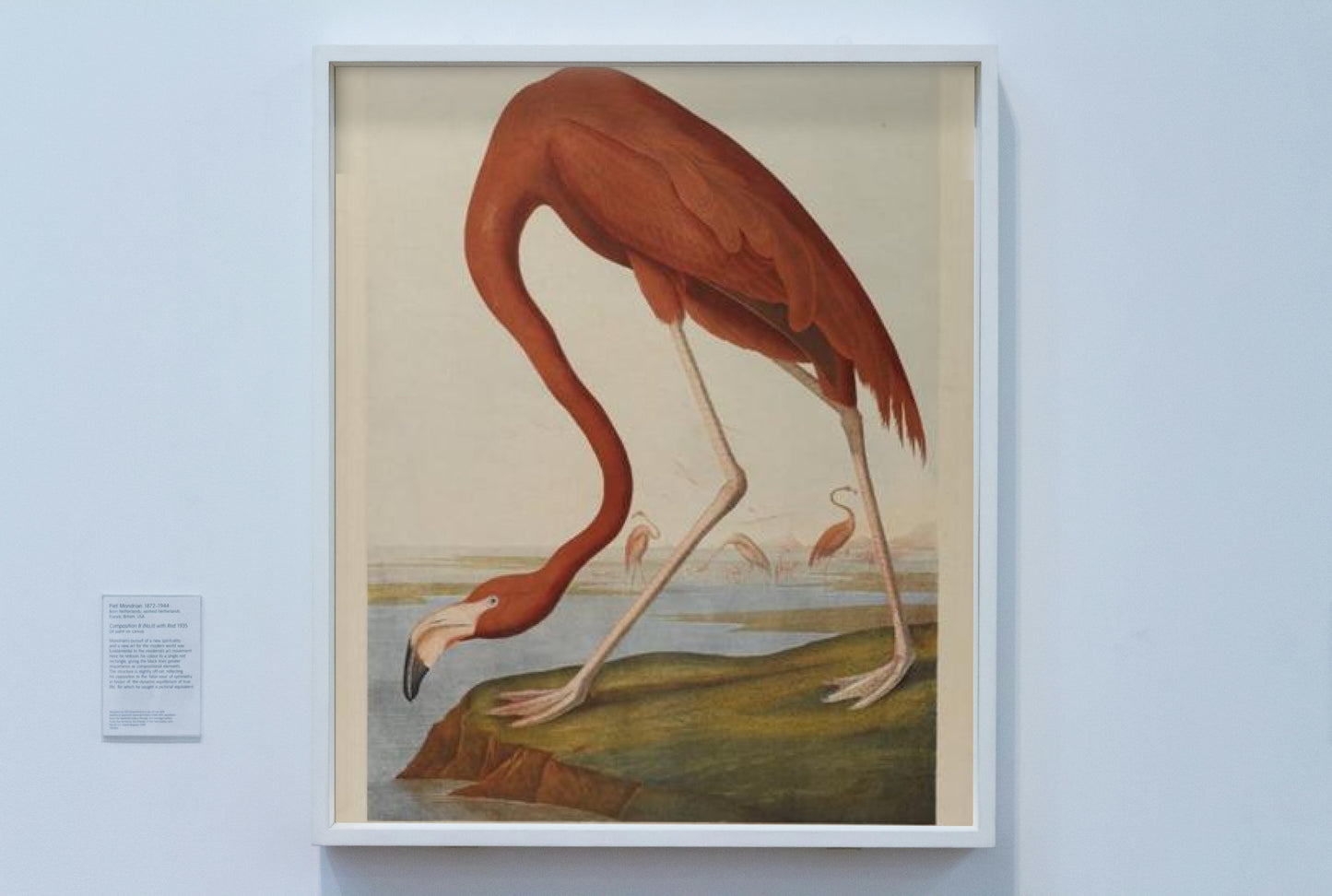 American Flamingo by John James Audubon Naturalism Art dated 1864