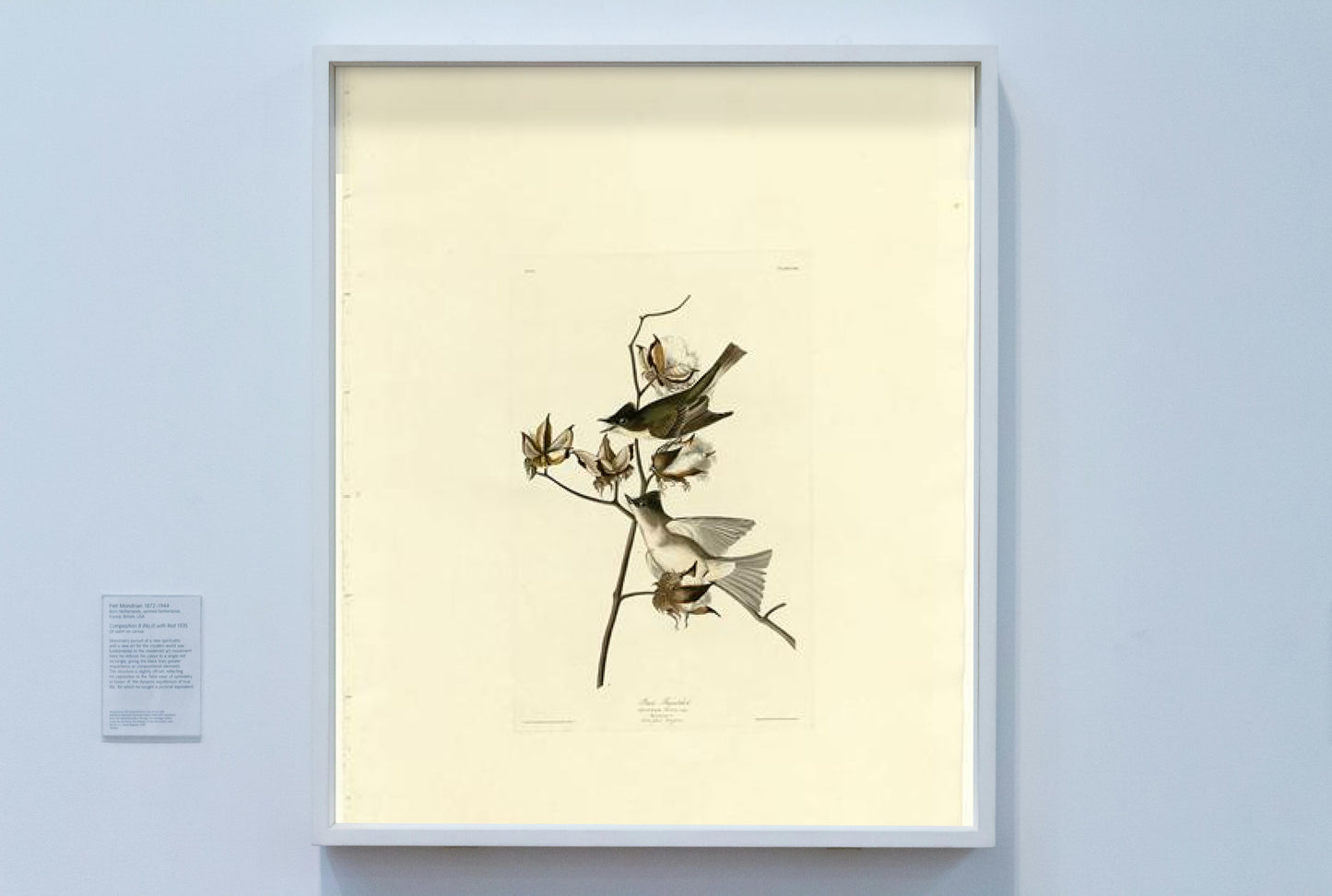 Plate 120 Pewit Flycatcher by John James Audubon Naturalism Art