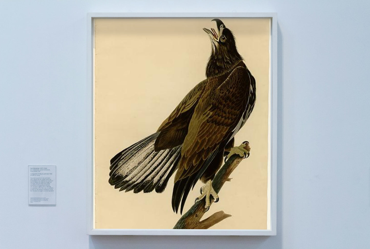 Plate 126 White-headed Eagle by John James Audubon Naturalism Art