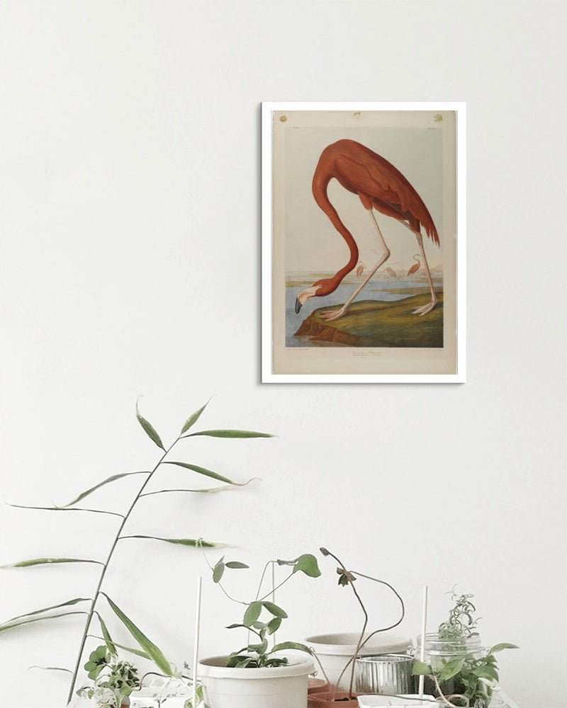 American Flamingo by John James Audubon Naturalism Art dated 1864