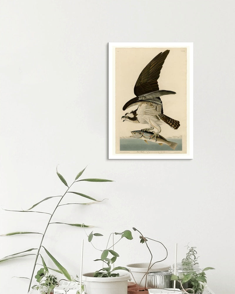 Plate 81 Fish Hawk or Osprey by John James Audubon Naturalism Art