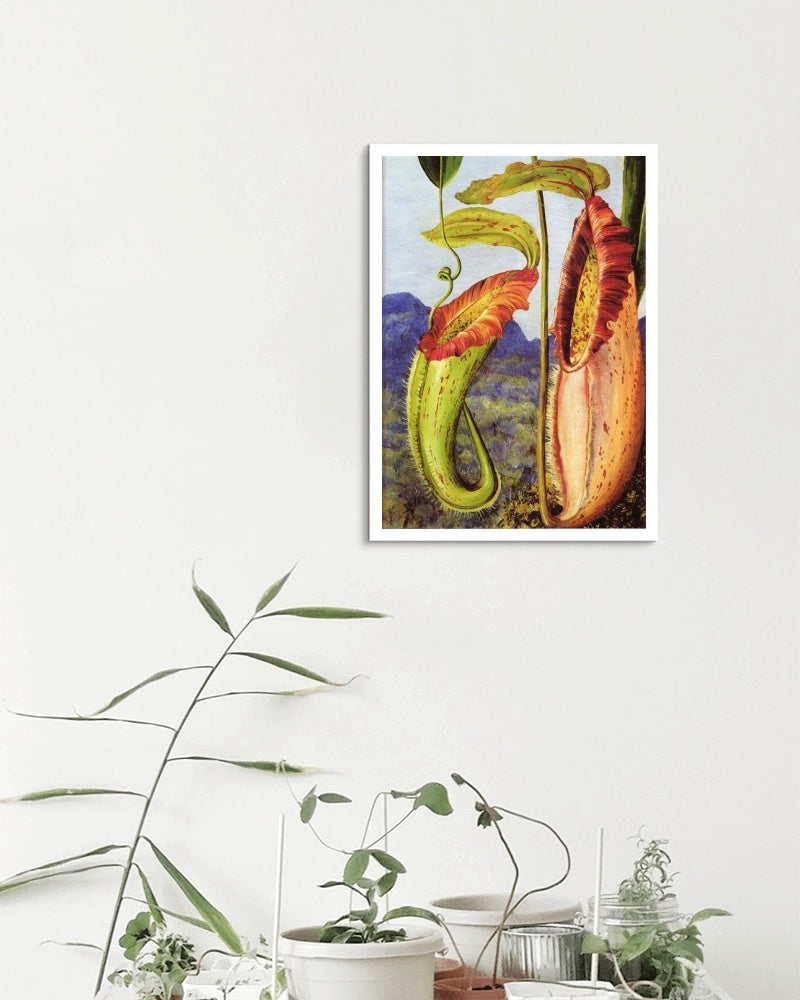 Nepenthes northiana by Marianne North Naturalism Art dated 1876